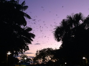 The sunset spectacle of swarming perricos